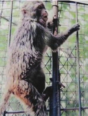 四川猕猴被倒卖 或被卖实验室试药