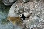 野生大熊貓河邊喝水 發現被偷拍轉身離開