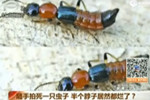 男子隨手拍死一只蟲子 致半個脖子皮膚潰爛