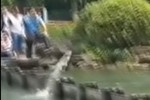 杭州西湖現(xiàn)魚(yú)躍龍門奇景 場(chǎng)面壯觀