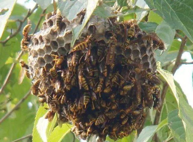 马蜂窝怎么摘除又不伤害马蜂呢 mfWG-fymrcmn0239246.jpg