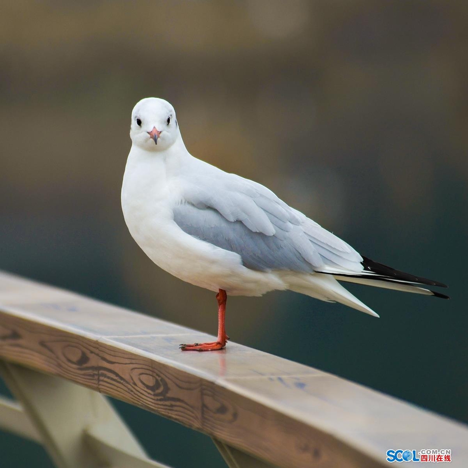 近日，在成都天府新区鹿溪河生态区的景致中，多了一些白色的倩影，这是几百只来自遥远的西伯利亚候鸟——红嘴海鸥。
