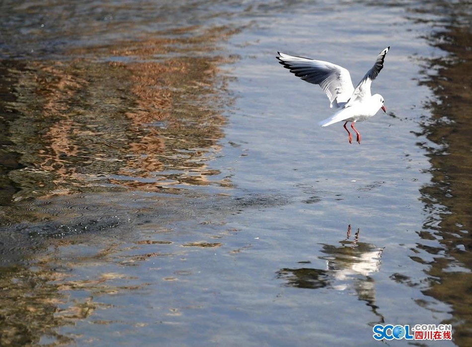 自由飞翔的海鸥 7988-ipzreix2638484.jpg