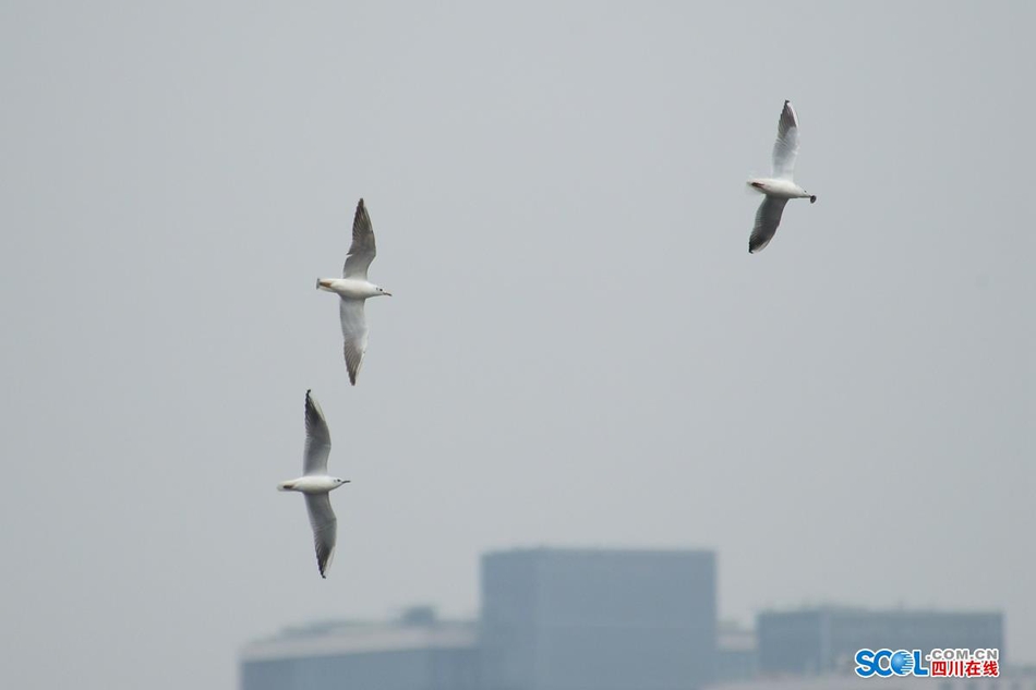 近日，在成都天府新区鹿溪河生态区的景致中，多了一些白色的倩影，这是几百只来自遥远的西伯利亚候鸟——红嘴海鸥。