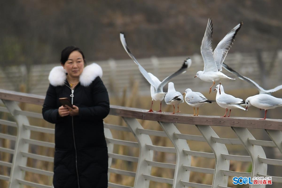 近日，在成都天府新区鹿溪河生态区的景致中，多了一些白色的倩影，这是几百只来自遥远的西伯利亚候鸟——红嘴海鸥。