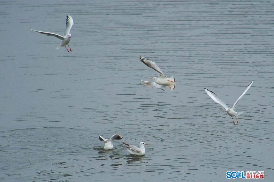 飞翔的白色倩影！成都鹿溪河生态区成候鸟栖息地