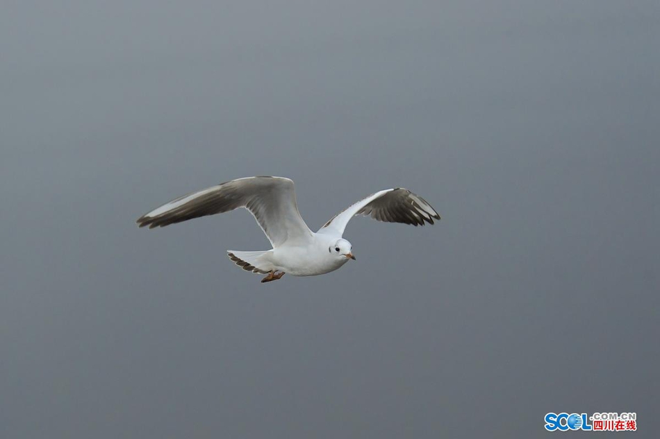 近日，在成都天府新区鹿溪河生态区的景致中，多了一些白色的倩影，这是几百只来自遥远的西伯利亚候鸟——红嘴海鸥。
