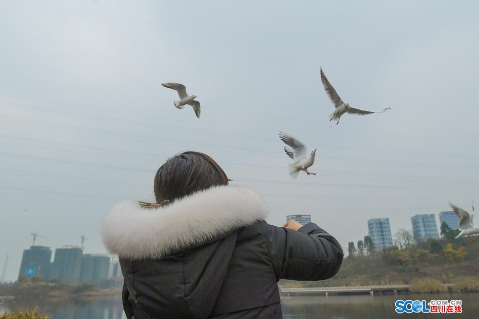 近日，在成都天府新区鹿溪河生态区的景致中，多了一些白色的倩影，这是几百只来自遥远的西伯利亚候鸟——红嘴海鸥。