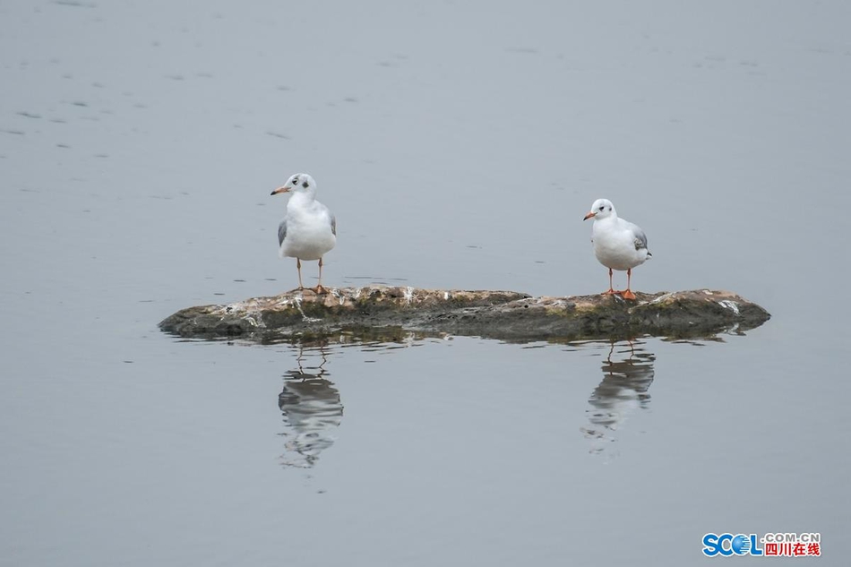近日，在成都天府新区鹿溪河生态区的景致中，多了一些白色的倩影，这是几百只来自遥远的西伯利亚候鸟——红嘴海鸥。