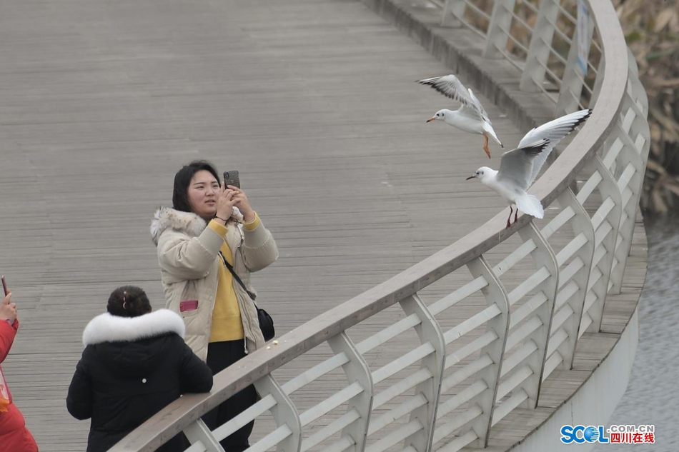 近日，在成都天府新区鹿溪河生态区的景致中，多了一些白色的倩影，这是几百只来自遥远的西伯利亚候鸟——红嘴海鸥。
