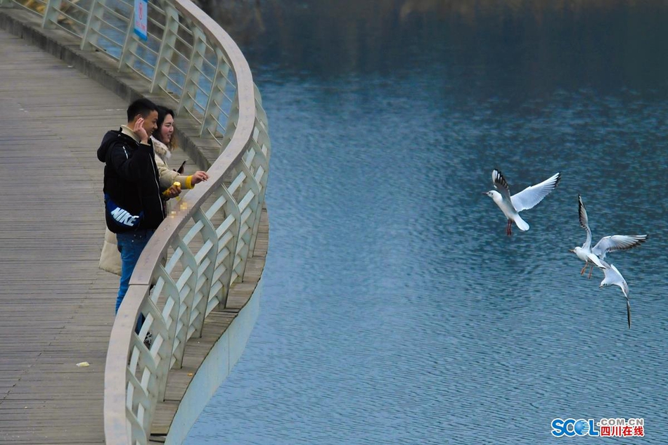 近日，在成都天府新区鹿溪河生态区的景致中，多了一些白色的倩影，这是几百只来自遥远的西伯利亚候鸟——红嘴海鸥。