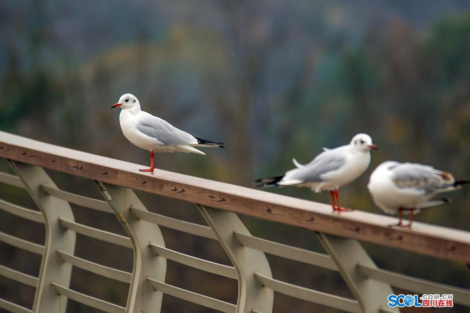 近日，在成都天府新区鹿溪河生态区的景致中，多了一些白色的倩影，这是几百只来自遥远的西伯利亚候鸟——红嘴海鸥。
