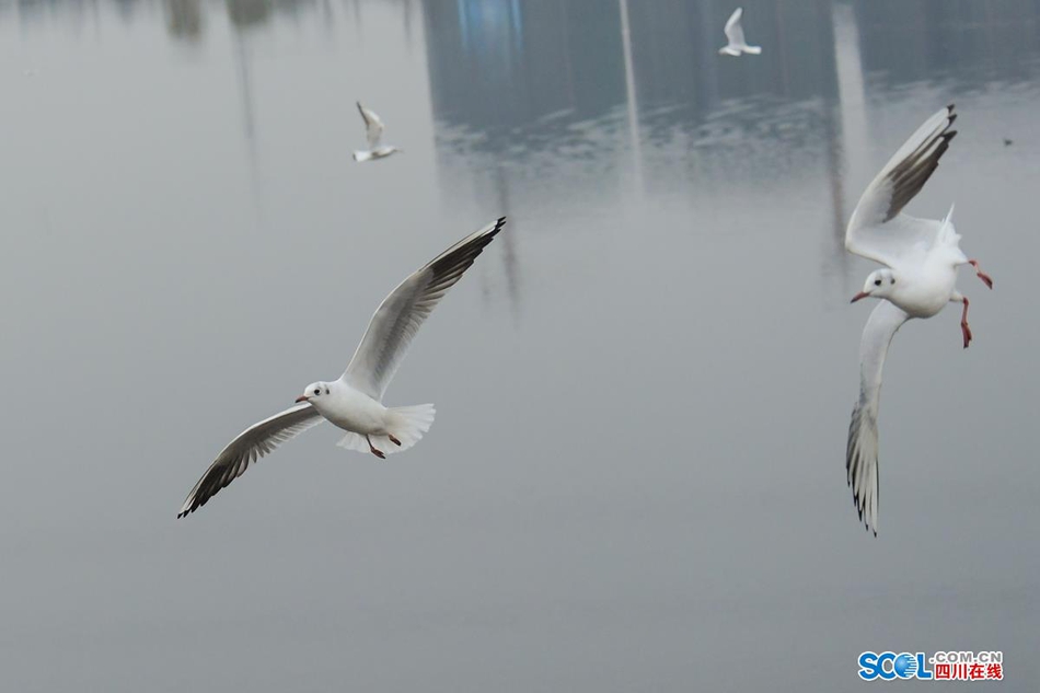 近日，在成都天府新区鹿溪河生态区的景致中，多了一些白色的倩影，这是几百只来自遥远的西伯利亚候鸟——红嘴海鸥。