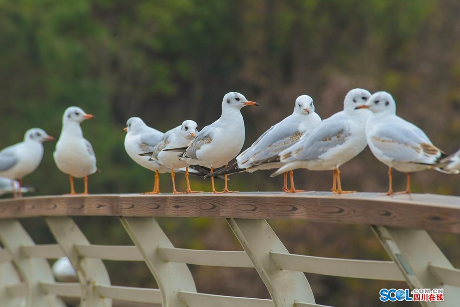 近日，在成都天府新区鹿溪河生态区的景致中，多了一些白色的倩影，这是几百只来自遥远的西伯利亚候鸟——红嘴海鸥。