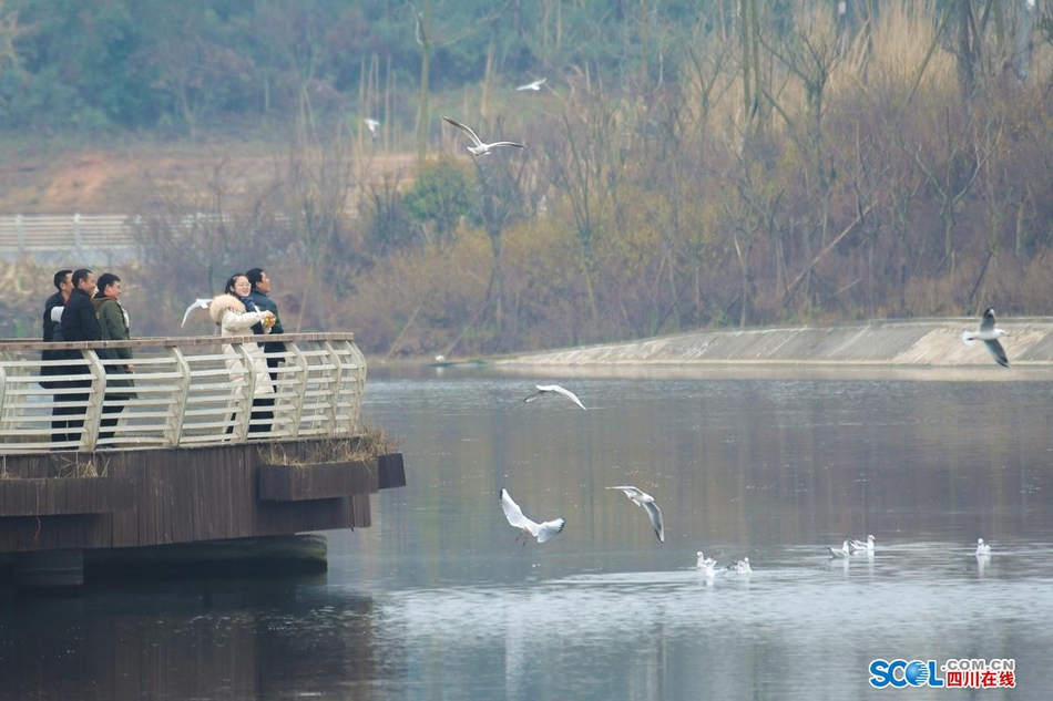 近日，在成都天府新区鹿溪河生态区的景致中，多了一些白色的倩影，这是几百只来自遥远的西伯利亚候鸟——红嘴海鸥。