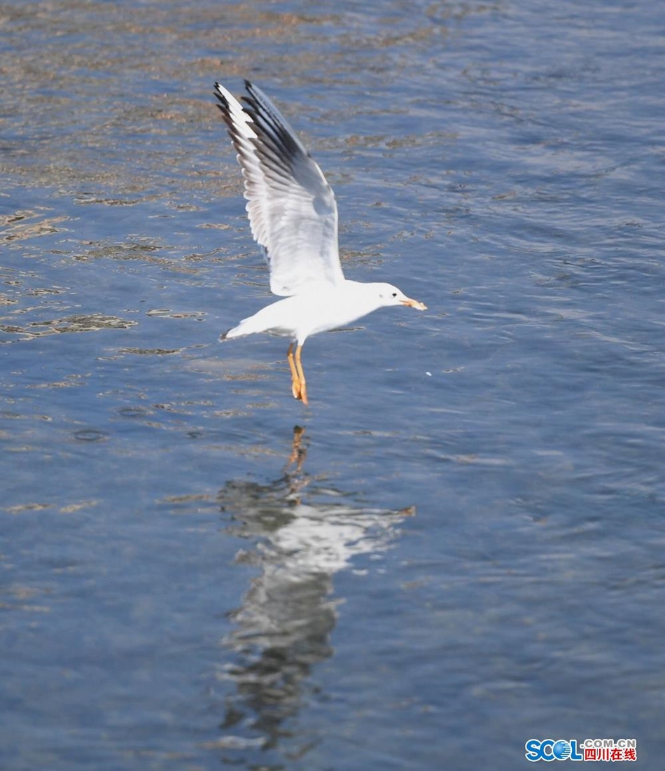 自由飞翔的海鸥 360c-ipzreix2638553.jpg