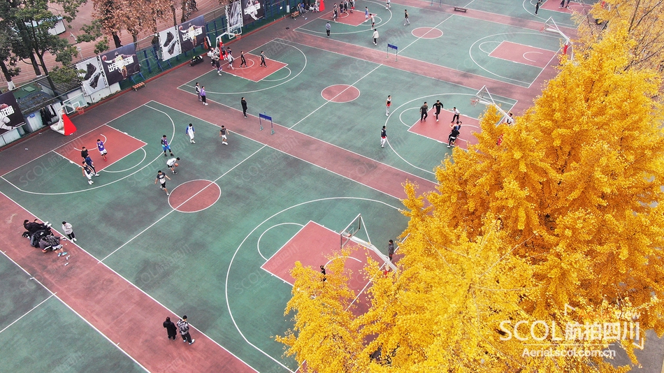 瞰金色校园|赏成都体育学院网红地标银杏