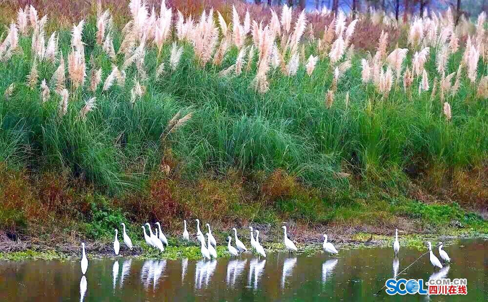 大群白鹭飞回新津 速来围观湿地鸟影