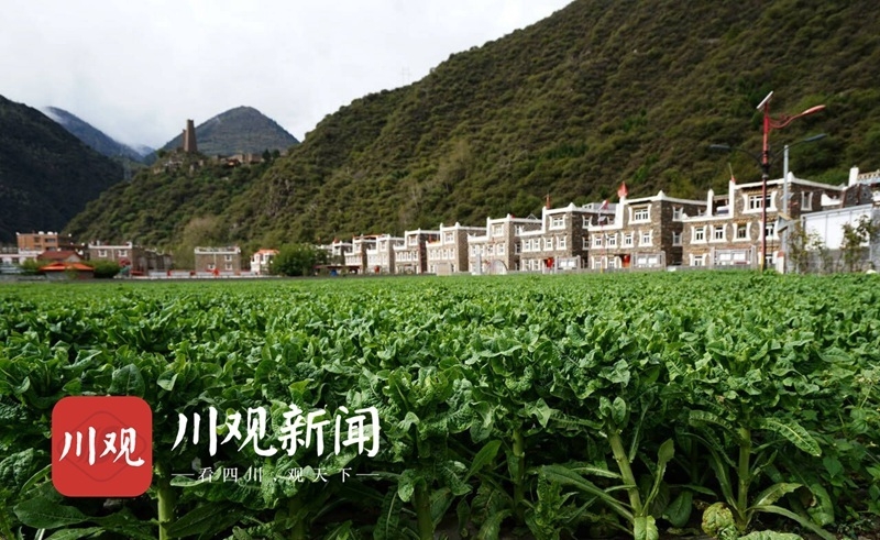 正路镇人口_人口普查