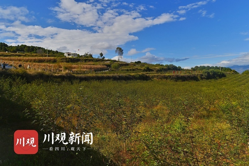 金川村人口_歙县金川乡金川村水塘