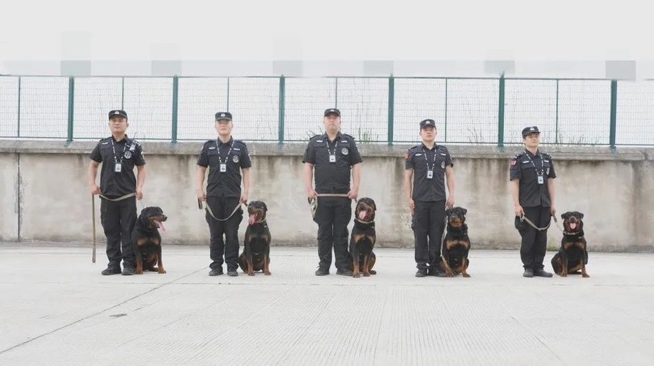 快来看内江监狱又萌又帅的警犬