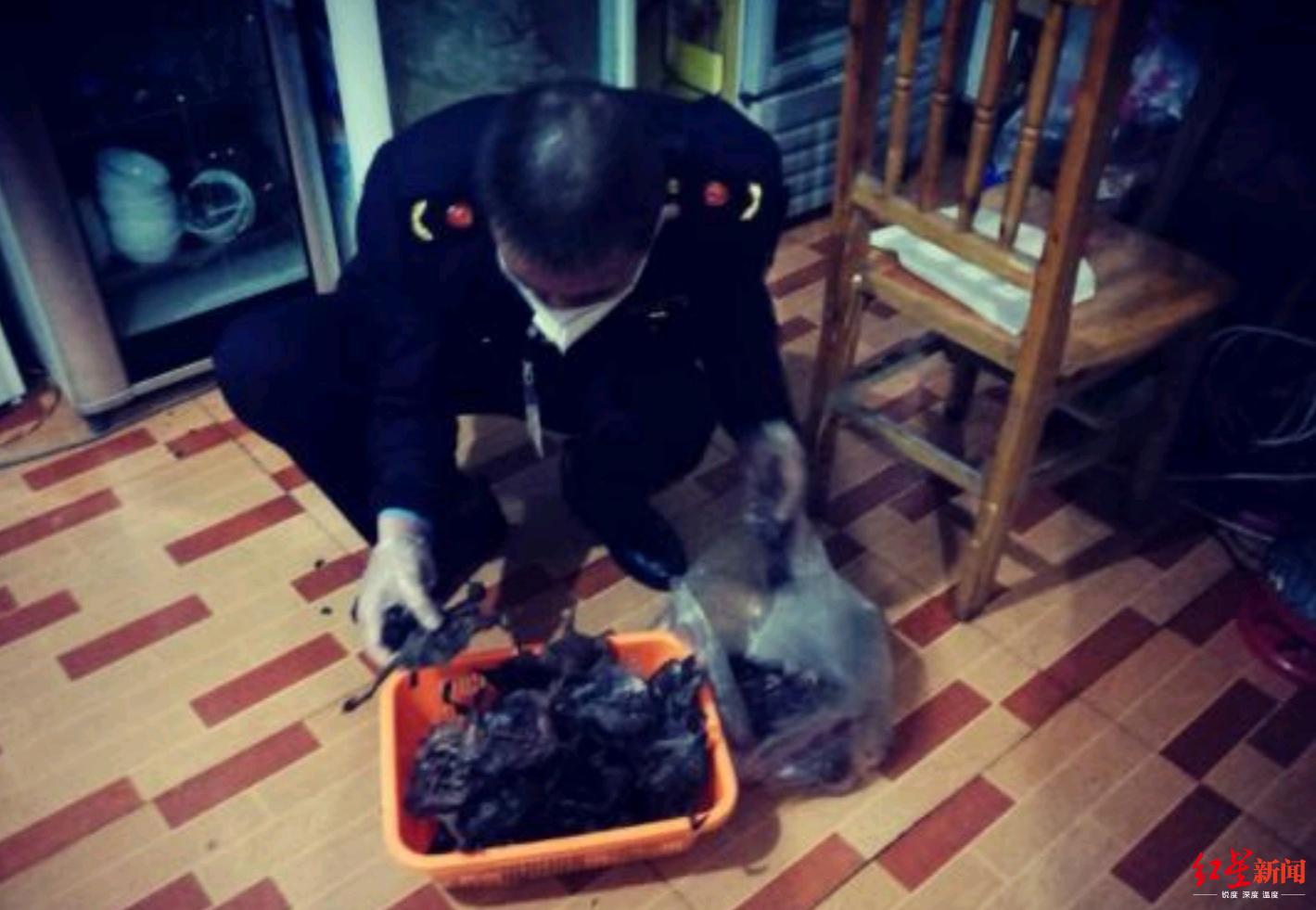 查獲的野生斑鳩