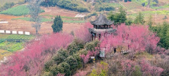 游客賞花賞美景