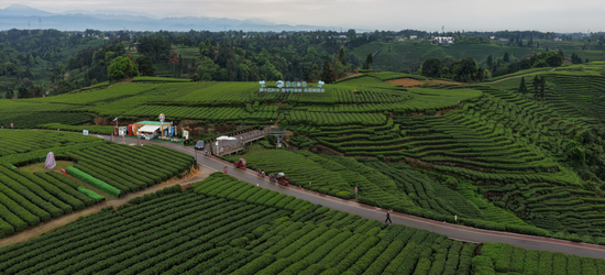 名山区红星镇骑龙村万亩茶园航拍