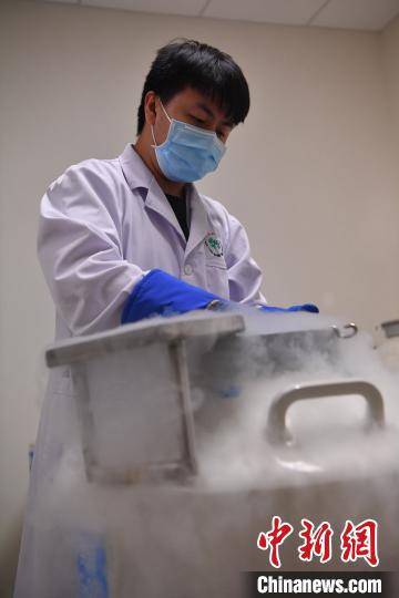 工作人员查看冷冻保存的精液标本。　张浪　摄