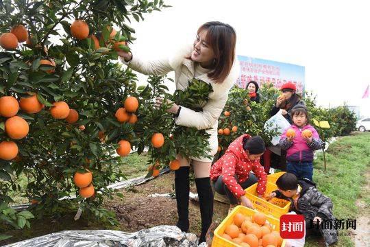 她在橘中笑 摄影 周汉兵