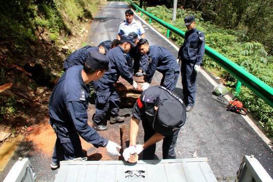 3年“谋杀”116株 四川最大红豆杉盗伐案告破宣判