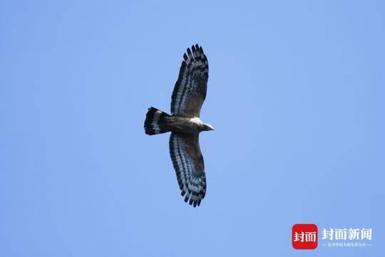 凤头蜂鹰 摄影：杨涛