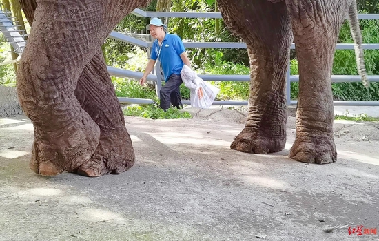 大象“果扎”吸引游客目光