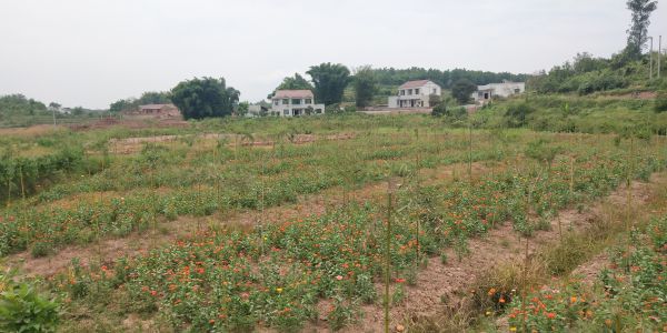 雷竹基地。（宜宾新闻网 喻熹 摄）