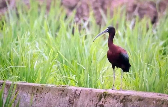 瀘州觀鳥愛好者拍攝的彩鹮(瀘縣公安局供圖)