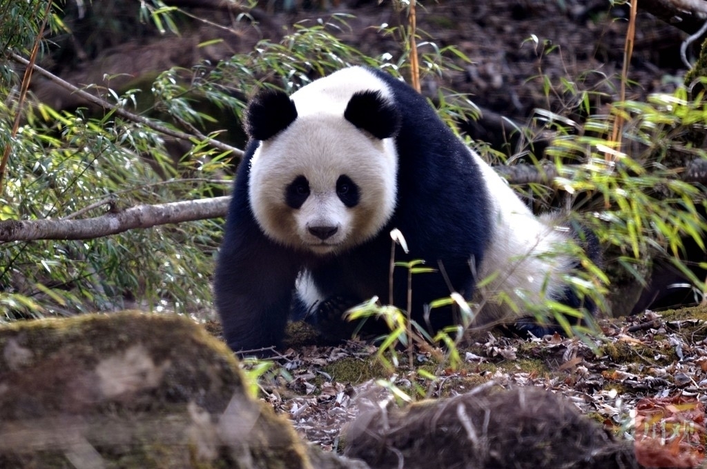 大熊猫国家公园唐家河片区的大熊猫