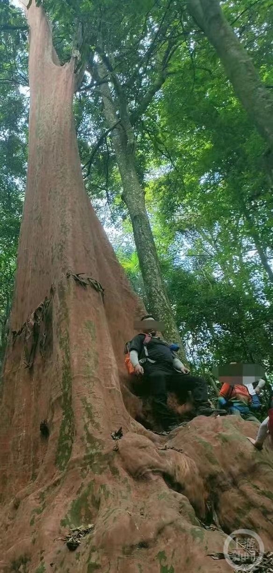 ▲千年古树树干高大直插云霄。图片来源/网络