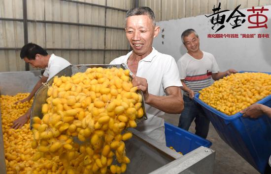 南充市嘉陵区一家丝绸企业,工作人员利用自动烘茧机对黄金茧进行烘干