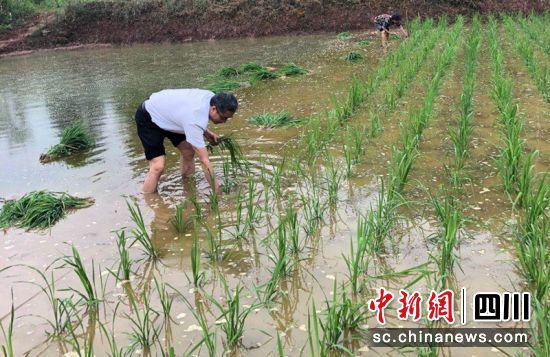 曹云帮助贫困户插秧。