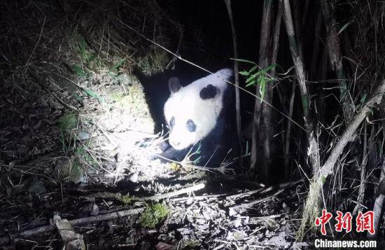 疑似生病的野生大熊猫 雅安警方 供图