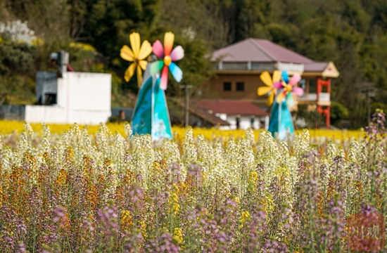 德阳市罗江区调元镇顺河村里的彩色油菜花。摄影 何海洋（资料图片）