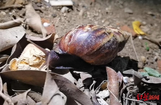 ↑攀枝花一小区发现的非洲大蜗牛