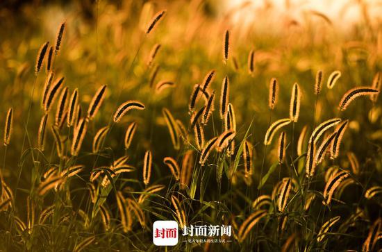攝影 封面新聞記者楊濤