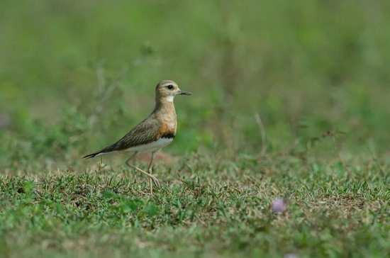 东方鸻（Charadrius veredus）