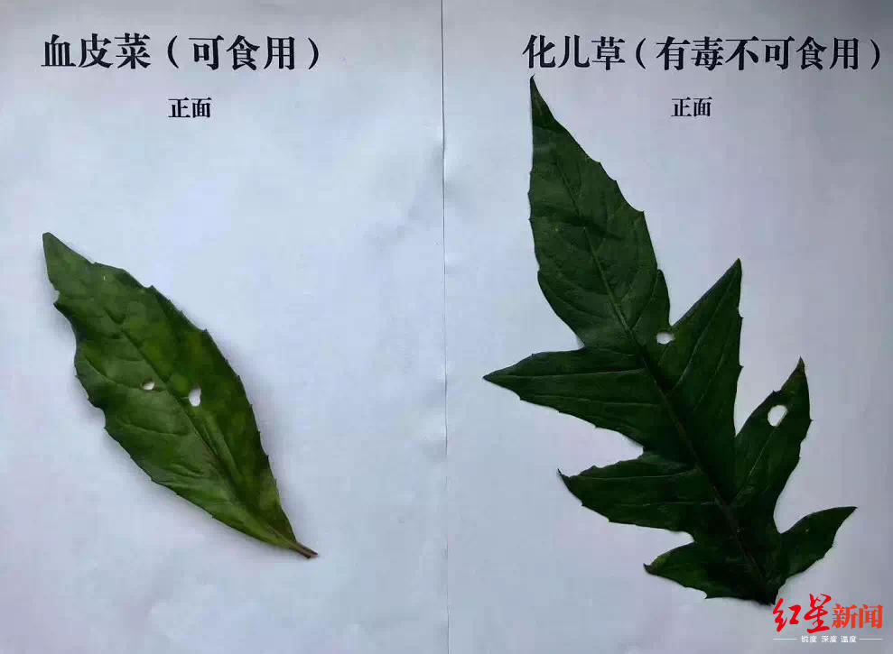 ↑血皮菜和“化儿草”对比图