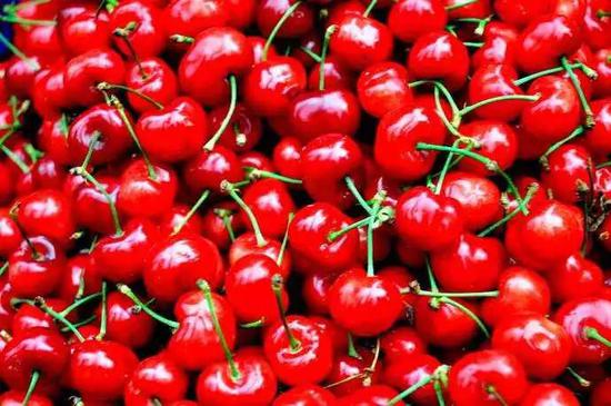 汶川2018甜樱桃采摘季即将开幕