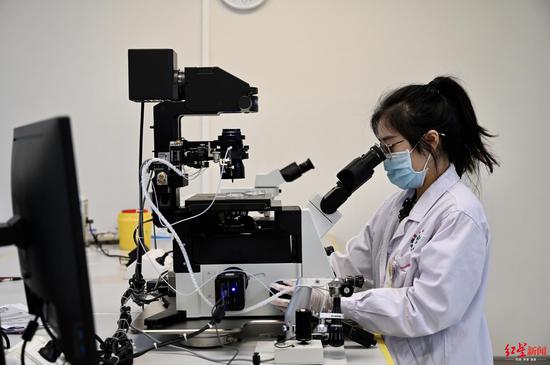 工作人員在檢查精子質量