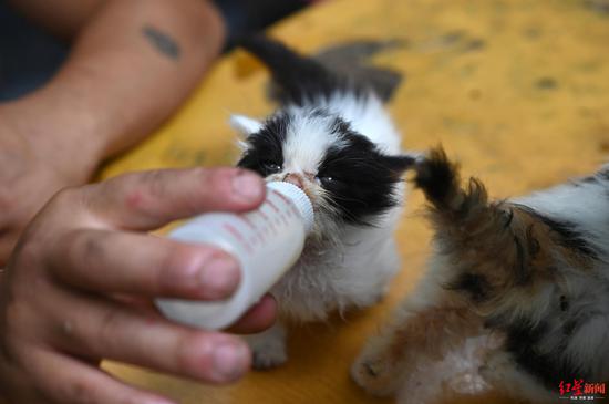 　↑工作人员给流浪猫喂奶。
