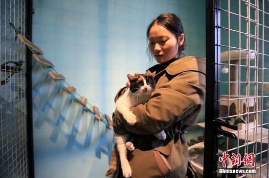 资料图为2022年12月27日，成都一家宠物户外寄养基地的工作人员在抚摸猫咪。 中新社记者 王磊 摄