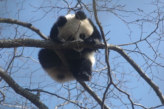 大熊猫国家公园唐家河片区摩天岭区域的大熊猫。 胡杰/摄